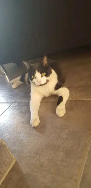 chatte lost   32000 Auch Louna