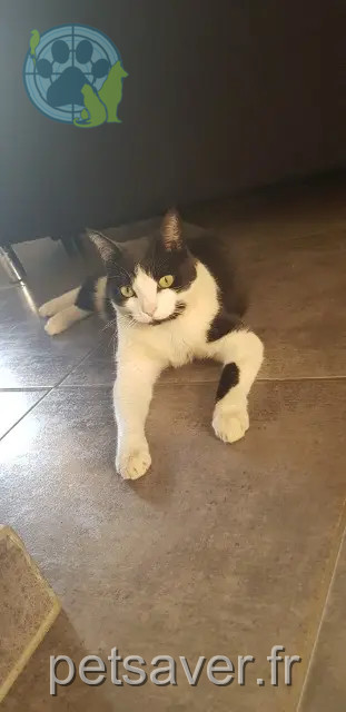 chatte perdue 32000 Auch Louna chatte lost 32000 Auch Louna