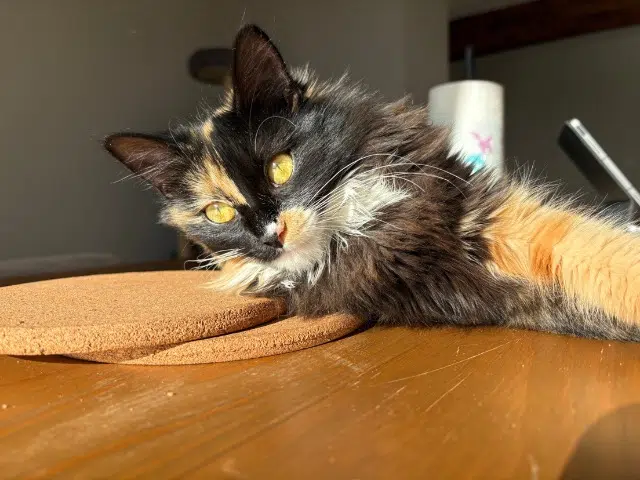 chatte lost   32340 Miradoux Mia