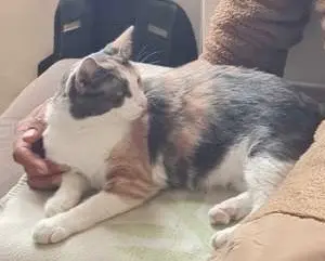 chatte lost   32500 Fleurance Mimine