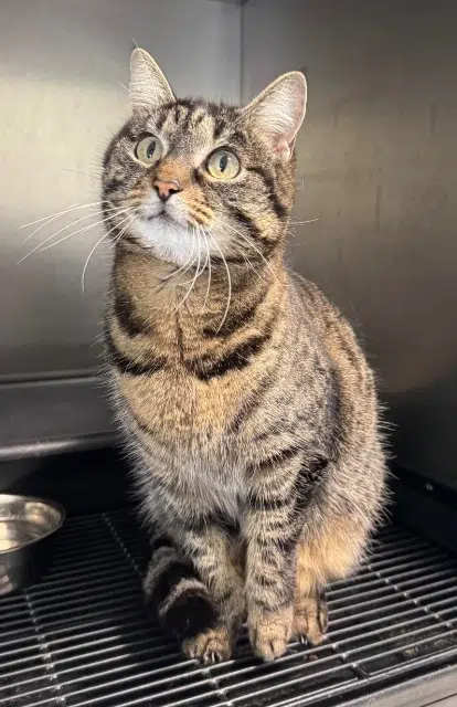 chatte lost   32000 Auch Morphée