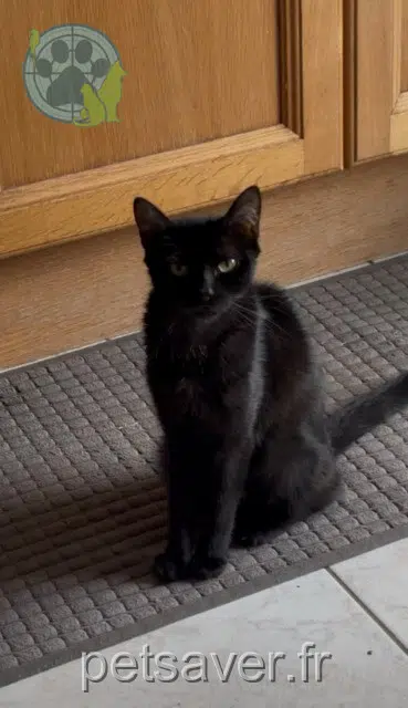chatte lost   32500 Fleurance Nala