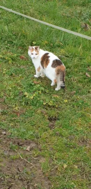 chatte lost   32240 Monlezun-d'Armagnac Noisette
