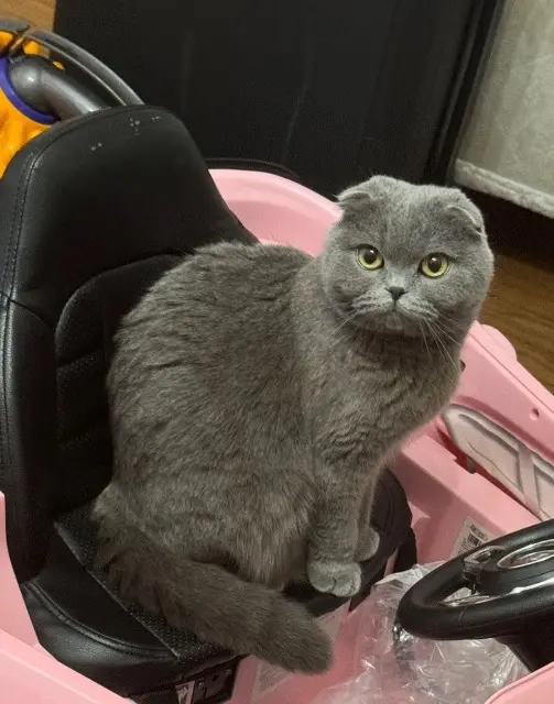 chatte lost   32600 L'Isle-Jourdain Peluche