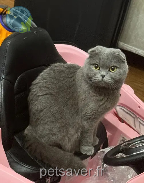 Katze vermisst 32600 L'Isle-Jourdain Peluche Katze lost 32600 L'Isle-Jourdain Peluche