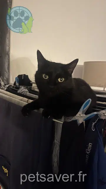 chatte lost   32130 Noilhan Rosie
