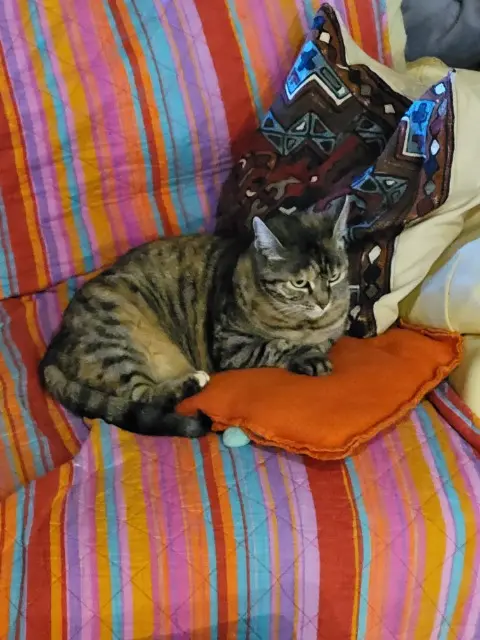 chatte lost   32430 Touget Taia