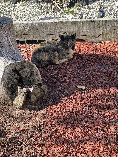 chatte lost   32600 L'Isle-Jourdain Tara