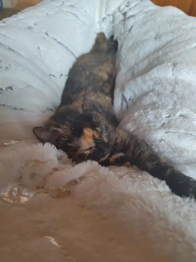 Chatte Perdue 32 Gers - Tequila Chatte Perdue 32 Gers - Tequila