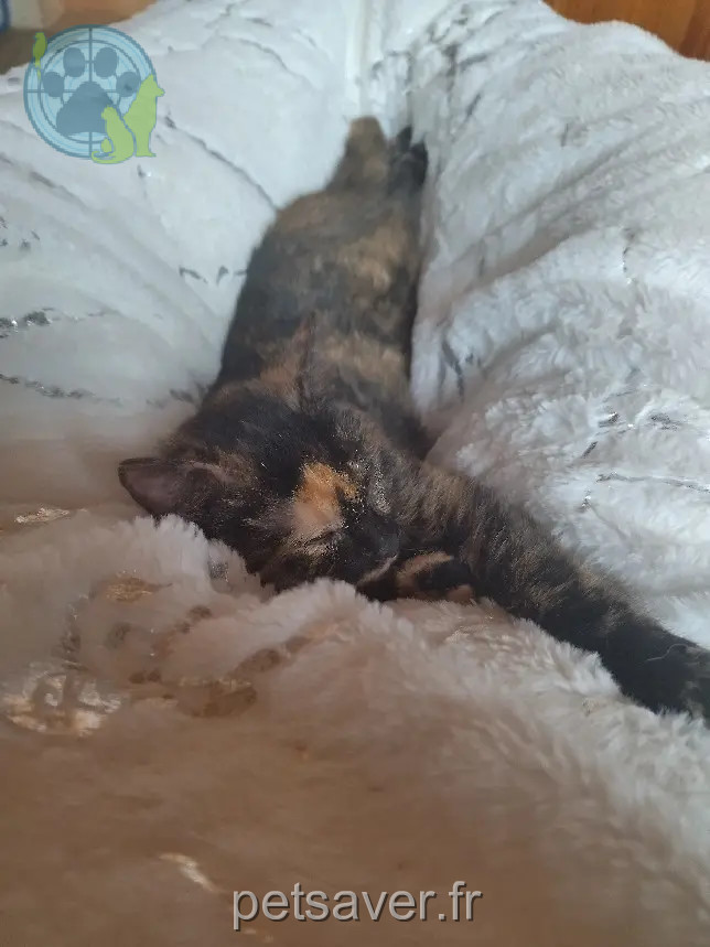 Chatte Perdue 32 Gers - Tequila Chatte Perdue 32 Gers - Tequila