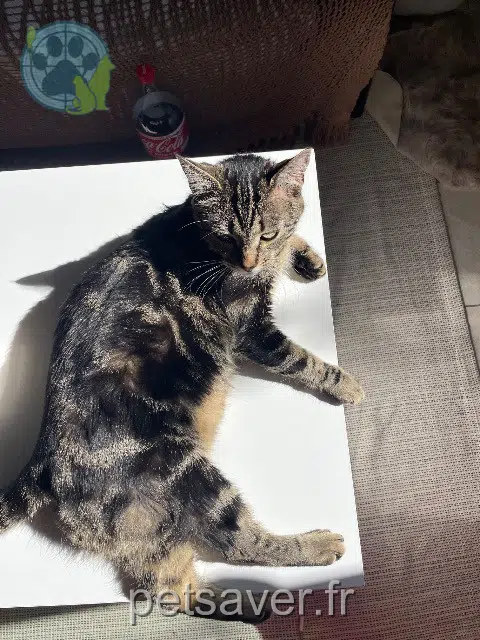 chatte lost   32600 L'Isle-Jourdain Vivi