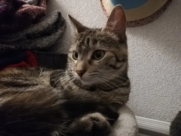 Chatte Perdue 33 Gironde Chatte Perdue 33 Gironde