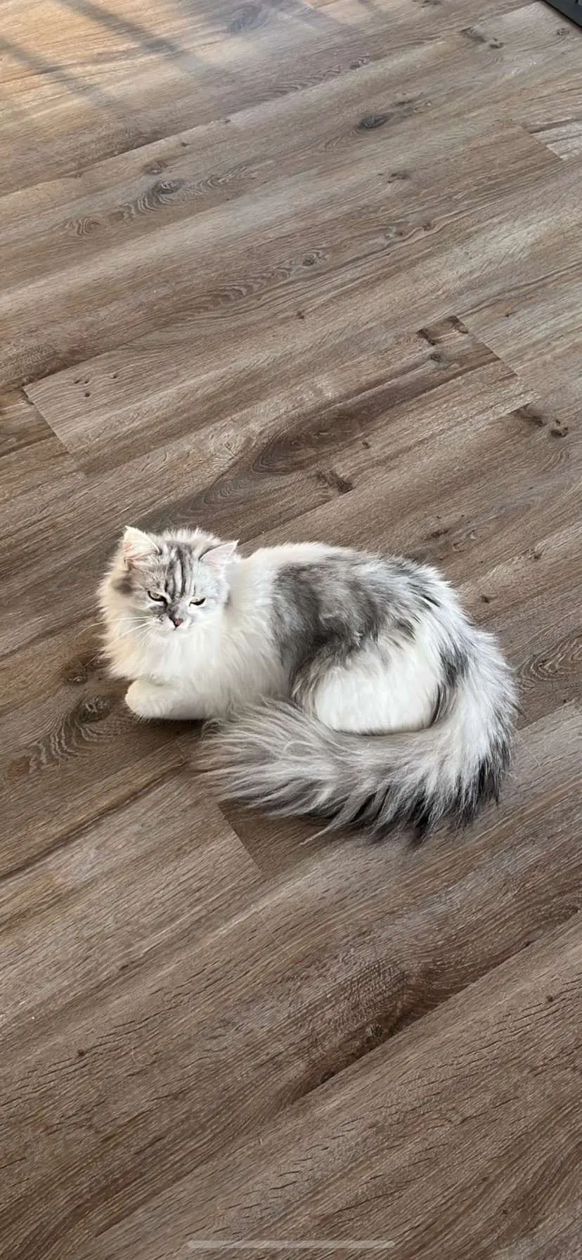 Chatte Perdue 33 Gironde Chatte Perdue 33 Gironde
