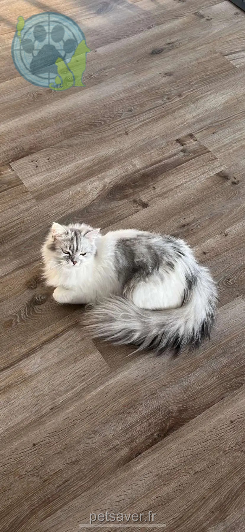 Chatte Perdue 33 Gironde Chatte Perdue 33 Gironde