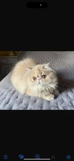 chatte lost   33760 Faleyras Aitana