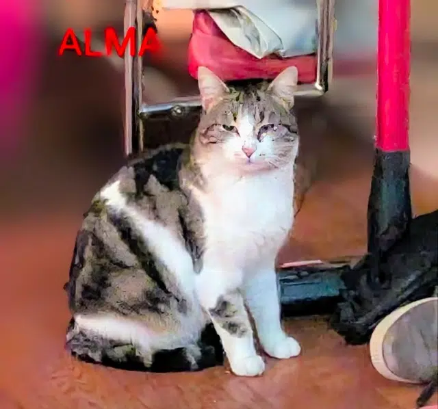 chatte lost   33110 Le Bouscat Alma