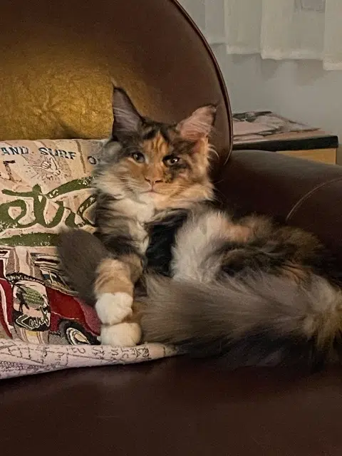 chatte lost   33460 Arsac Amaya