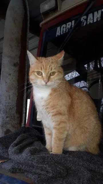 chatte lost   33710 Prignac-et-Marcamps Ambre