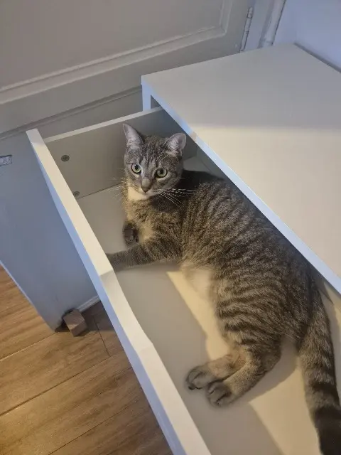 chatte lost   33240 Périssac April