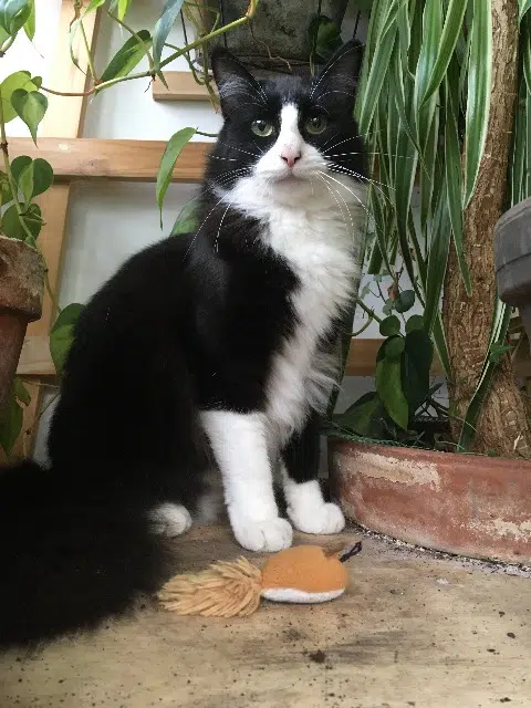 chatte lost   33110 Le Bouscat Artemisia