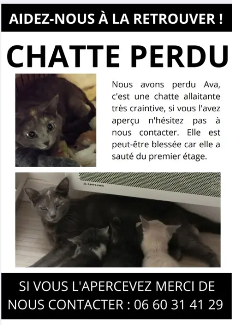 chatte lost   33160 Saint-Médard-en-Jalles Ava