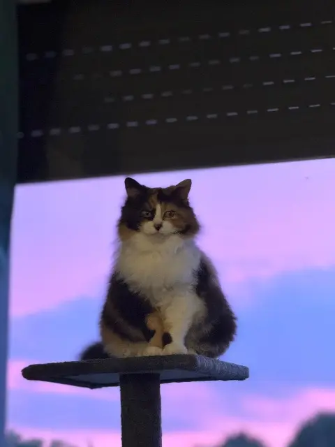 chatte lost   33130 Bègles Azalee