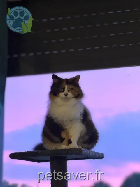 kat vermist 33130 Bègles Azalee kat lost 33130 Bègles Azalee