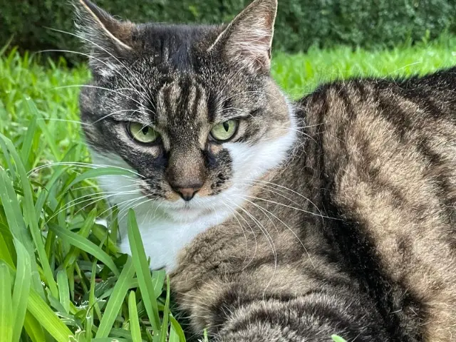 chatte lost   33110 Le Bouscat Baccarat