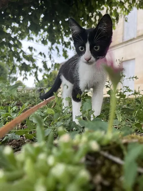 chatte lost   33330 Saint-Pey-d'Armens Bagueea