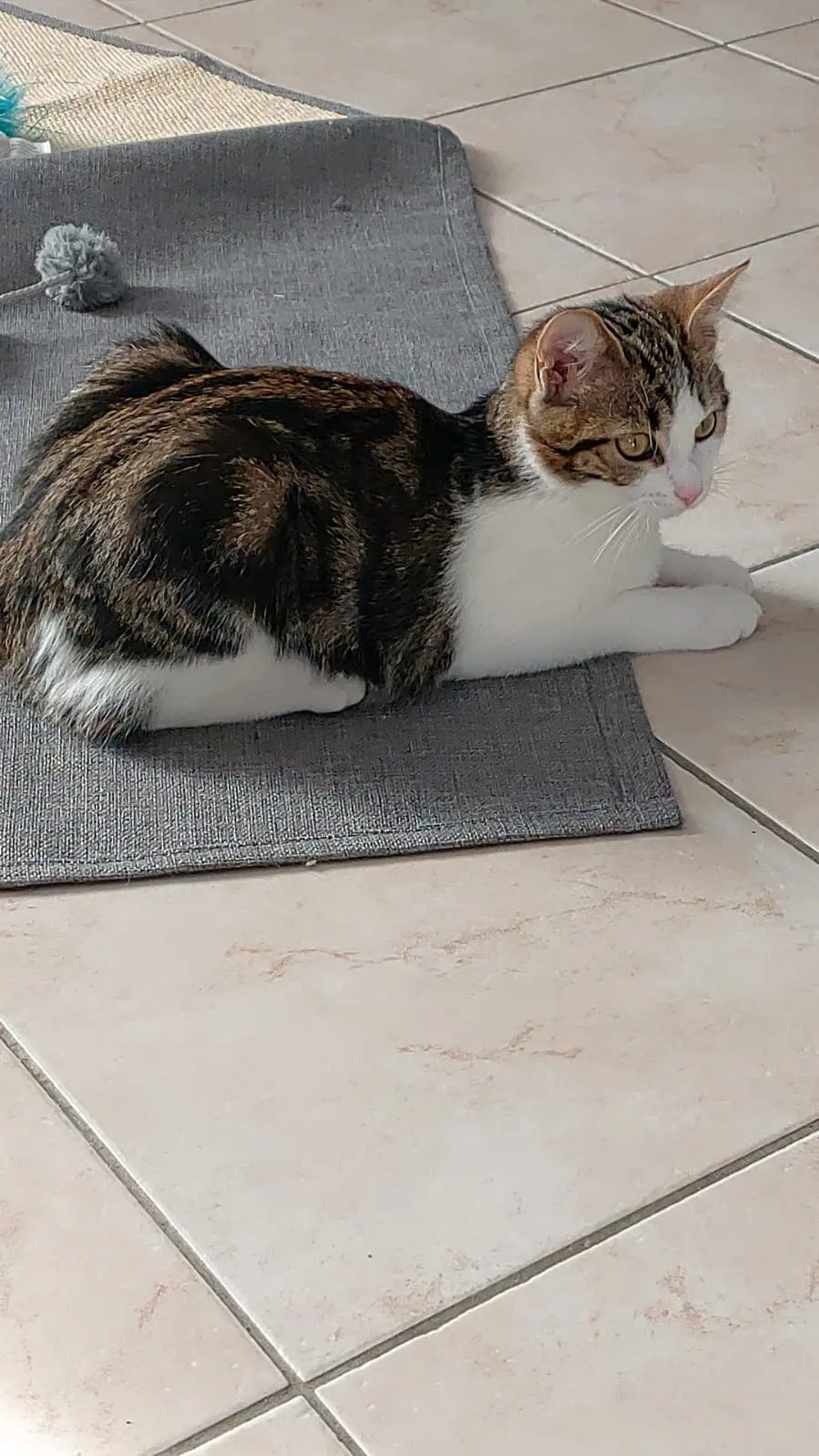 Chatte Perdue 33 Gironde - Bassim Chatte Perdue 33 Gironde - Bassim