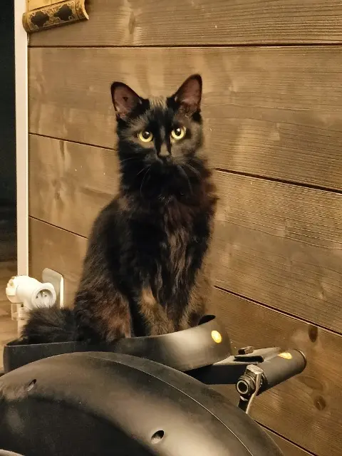chatte lost   33700 Mérignac Bella