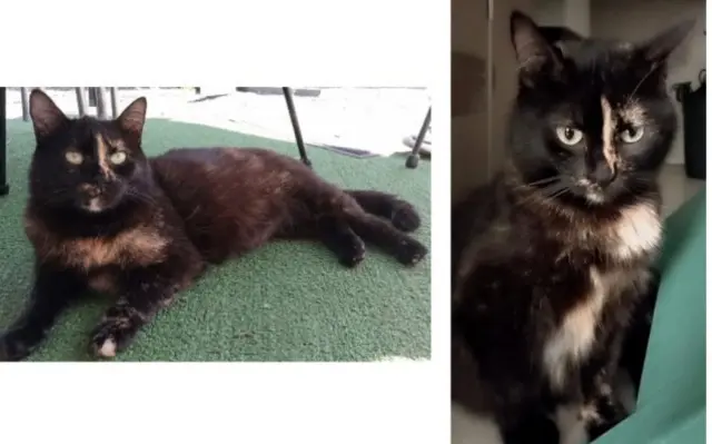 chatte lost   33500 Libourne Bella