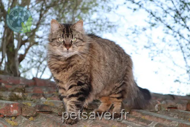 cat lost   33160 Saint-Médard-en-Jalles Bella