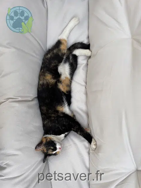 chatte lost   33150 Cenon Berry