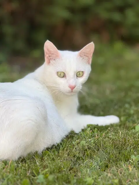 chatte lost   33440 Ambarès-et-Lagrave Bichette