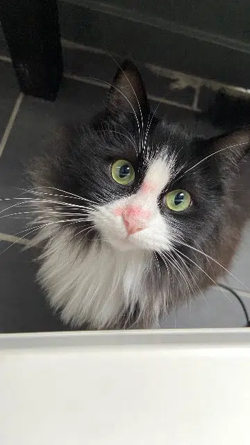 chatte lost   33130 Bègles Billie