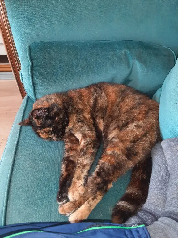 Chatte Perdue 33 Gironde - Biloute Chatte Perdue 33 Gironde - Biloute