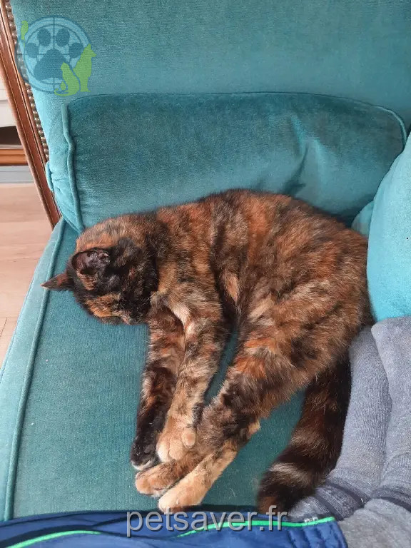 Chatte Perdue 33 Gironde - Biloute Chatte Perdue 33 Gironde - Biloute