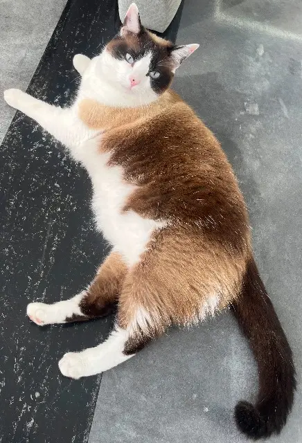 chatte lost   33700 Mérignac Blanca