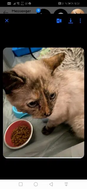 chatte lost   33110 Le Bouscat Blanca