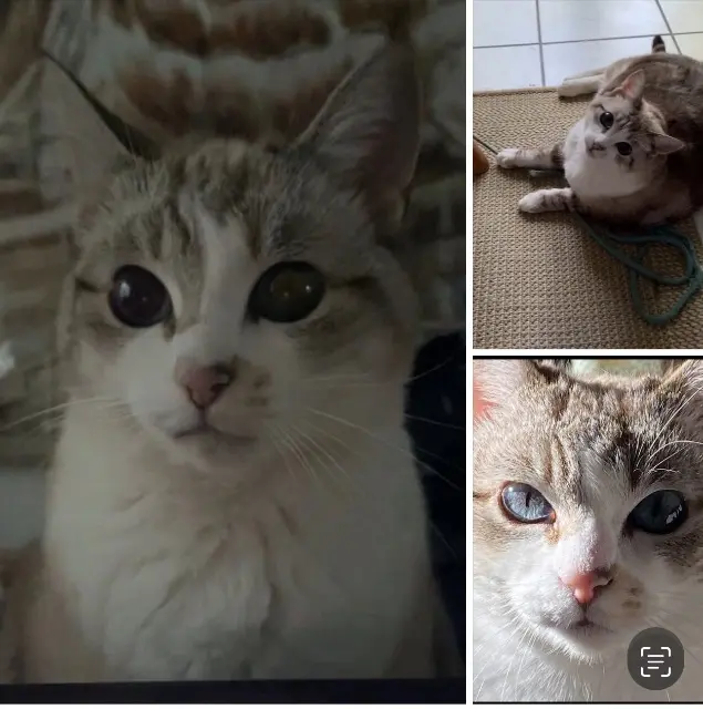 chatte lost   33130 Bègles Blue