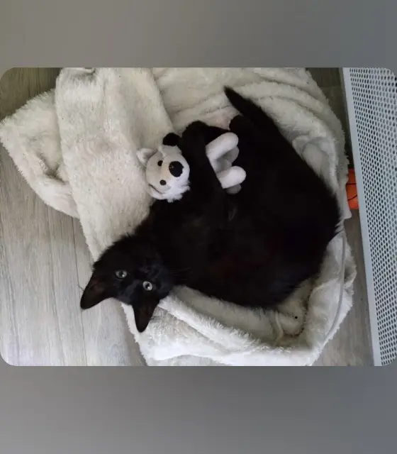 chatte lost   33130 Bègles Bobine