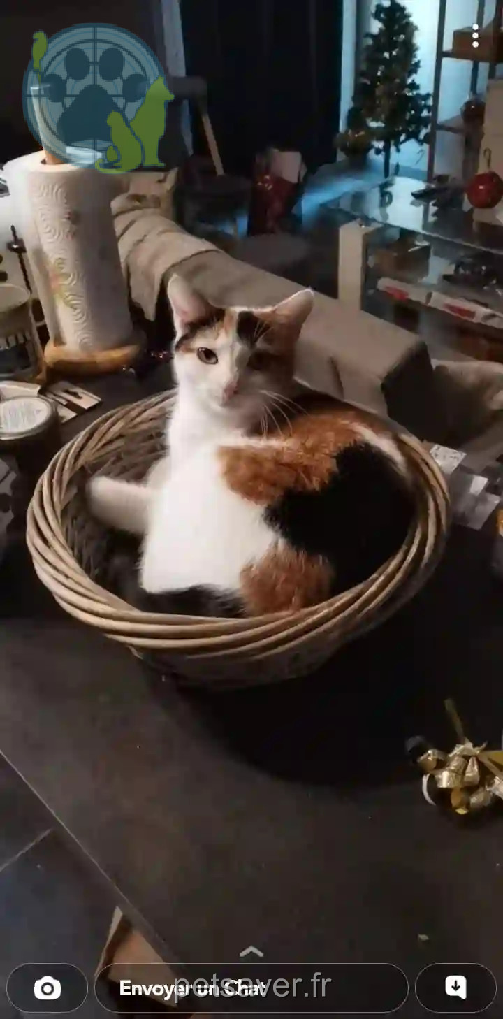 Chatte Perdue 33 Gironde Bordeaux - Canelle Chatte Perdue 33 Gironde Bordeaux - Canelle