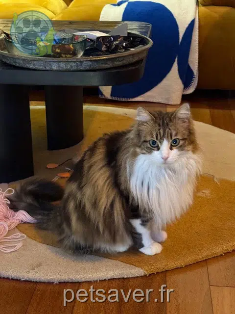 cat lost    Bordeaux Esmée