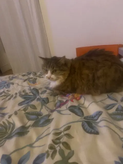 chatte lost    Bordeaux Frimousse