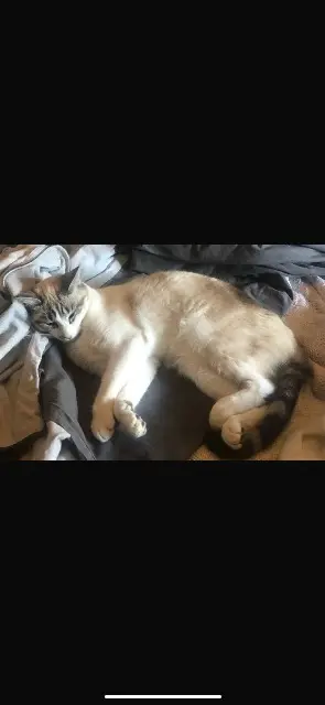 chatte lost    Bordeaux Gaya