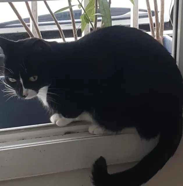 chatte lost    Bordeaux Gribouille