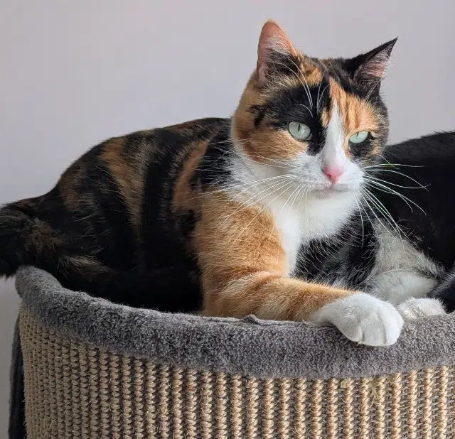 chatte lost    Bordeaux Islay