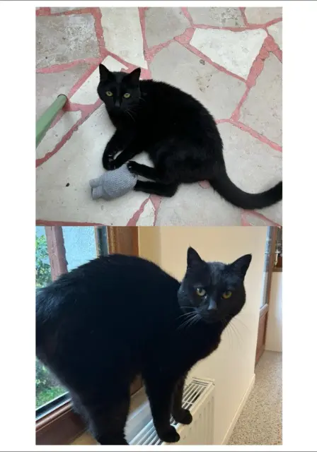 chatte lost    Bordeaux Java