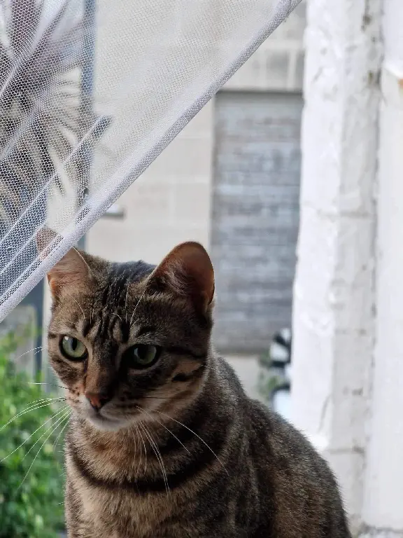 Chatte Perdue 33 Gironde Bordeaux - Jude Chatte Perdue 33 Gironde Bordeaux - Jude